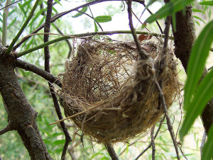 nest