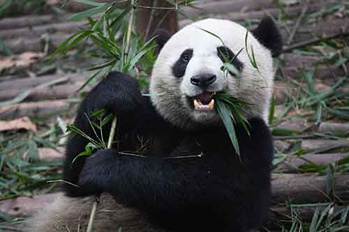 Giant_Panda_Eating