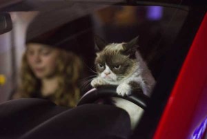 CatDrivingImage