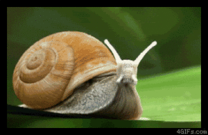 Image of a snail using a rocket to go fast - Search Influence