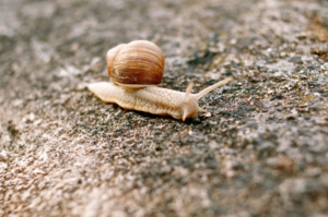 Snail crossing an asphalt road - Search Influence
