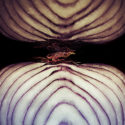 Purple Onion Cut In Half - Search Influence